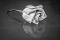 Discarded rose flower