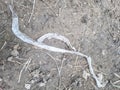 discarded skin of the snake. It\'s a molt. Discarded scaly skin