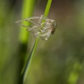 Discarded spider exoskeleton on blade of grass. Unwanted now.