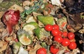 Discarded and spoiled food in a trash pile. Compostable organic waste