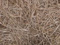 Background of rice straw piled up on the ground Royalty Free Stock Photo