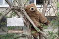 Discarded teddy bear on a tree branch