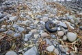 Discarded tire litters a beach, Ireland