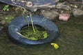Discarded tire in water