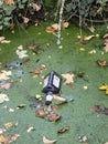 A discarded whisky bottle in a pond Royalty Free Stock Photo