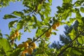 Discharge fruit yellow on branch ripe