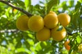 Discharge fruit yellow on branch ripe