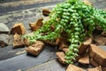 Dischidia houseplants with coconut husk