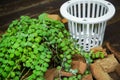 Dischidia houseplants with coconut husk and small hanging basket for repotting