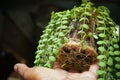 Dischidia houseplants with massive and fertile roots