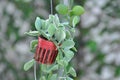 Dischidia or hoya or Dischidia nummularia Variegata Royalty Free Stock Photo