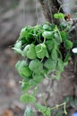 Dischidia imbricata Blume, Conchophyllum imbricatum Blume or Ant Plant or Dischidia