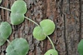 Dischidia imbricata Blume, Conchophyllum imbricatum Blume