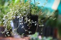 Dischidia long plant in the hanging pot and plant focus closeup