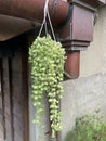 Dischidia nummularia in Japanese Zen architectural courtyard Royalty Free Stock Photo