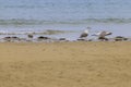 Disclaimer of seagulls Laridae in a european beach