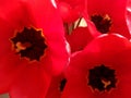 Disclosed buds of red tulips close-up