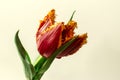 Disclosed large red tulip with yellow fringe along the edges