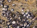 Those disclosed oyster shells Royalty Free Stock Photo