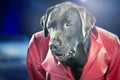 Disco Dancing Chocolate Labrador