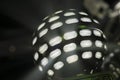 Disco lightball Royalty Free Stock Photo