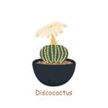 Discocactus isolated on a white background. Cute cactus. Vector illustration in cartoon style