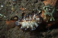 Discodoris boholiensis Nudibranch Royalty Free Stock Photo