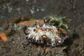Discodoris boholiensis Nudibranch Royalty Free Stock Photo