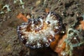Discodoris boholiensis Nudibranch Royalty Free Stock Photo