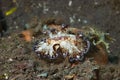 Discodoris boholiensis Nudibranch Royalty Free Stock Photo
