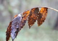 Discoloured autumn leaves on a thin branch, with blurred background Royalty Free Stock Photo