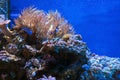 Discosoma bubble corals and anemones Royalty Free Stock Photo