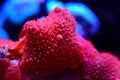 Red Discosoma bright mushroom soft coral - Discosomatidae sp. Royalty Free Stock Photo