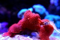 Red Discosoma bright mushroom soft coral - Discosomatidae sp. Royalty Free Stock Photo