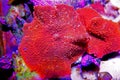 Red Discosoma bright mushroom soft coral - Discosomatidae sp. Royalty Free Stock Photo