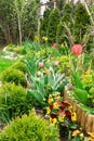 Discounts in the garden. Tulips and pansies. Royalty Free Stock Photo