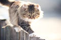 Discouraged young cat going on a fence in winter