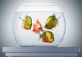 Discourse, goldfish and piranhas Royalty Free Stock Photo