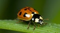 Cream Streaked Ladybug