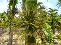 Lush Elegance: Areca Plant's Verdant Beauty