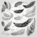 Black and White Feather Sketch: Encyclopedia-Style Illustration on White Background