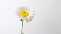 single Marquerite Daisy against a plain white backdrop. Royalty Free Stock Photo