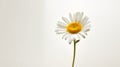 single Marquerite Daisy against a plain white backdrop. Royalty Free Stock Photo