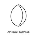 Discover the delicate flavor, Apricot Kernels. A minimalistic line vector icon symbolizing the subtle taste and texture.