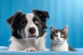 Charming Duo: British Shorthair Cat Kitten and Border Collie Dog (AI Generated)