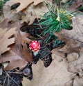 Small Toadstool in Forest Undergrowth Royalty Free Stock Photo