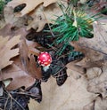 Small Toadstool in Forest Undergrowth