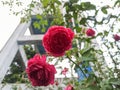 Passion in Petals: Red Roses in Full Blossom