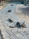 Sunlit Scales: Galapagos Marine Iguanas Basking Trail Royalty Free Stock Photo