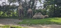 Bactrian camels (Camelus bactrianus) in a zoo and animal park Royalty Free Stock Photo